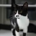 Photo of Morticia 