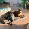 Photo of Bluey
