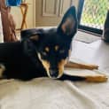 Photo of Buddy
