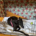 Photo of Flossy