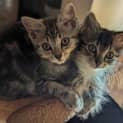 Photo of Rambutan ** 2nd Chance Cat Rescue**