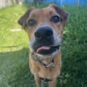 Photo of Nova