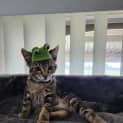 Photo of Sabre