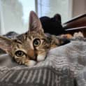 Photo of Sabre