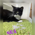 Photo of Nala