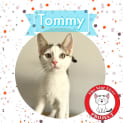 Photo of Tommy *9 Lives Project Rescue*