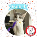 Photo of Mabel *9 Lives Project Rescue*