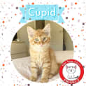 Photo of Cupid *9 Lives Project Rescue*