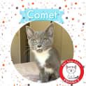 Photo of Comet *9 Lives Project Rescue*