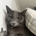 Photo of Chazz