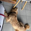 Photo of Buddy
