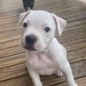 Photo of Tess