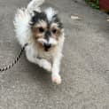 Photo of Basil