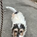 Photo of Basil