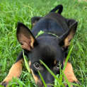 Photo of Foxy 9 Week Old Kelpie (Trial)