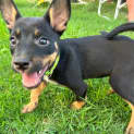 Photo of Foxy 9 Week Old Kelpie (Trial)