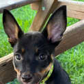 Photo of Foxy 9 Week Old Kelpie (Trial)
