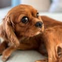 Photo of Molly