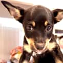 Photo of Pepper   9 Week Old Kelpie X (Trial)