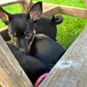 Photo of Pepper   9 Week Old Kelpie X (Trial)