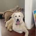 Photo of Bailey 7 Month Old Maremma (Trial)