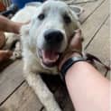 Photo of Bailey 7 Month Old Maremma (Trial)