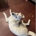 Photo of Bailey 7 Month Old Maremma (Trial)