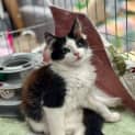 Photo of Quill**2nd Chance Cat Rescue**