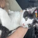 Photo of Quill**2nd Chance Cat Rescue**