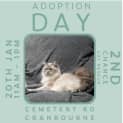 Photo of Quill**2nd Chance Cat Rescue**