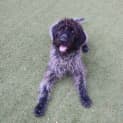Photo of Murphy