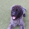 Photo of Murphy