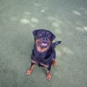 Photo of Buttercup