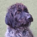 Photo of Murphy