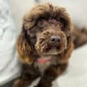 Photo of Marley