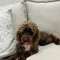 Photo of Marley