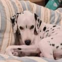 Photo of Pongo