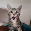 Photo of Mittens