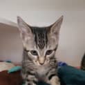 Photo of Mittens