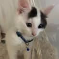 Photo of Patches