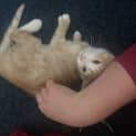 Photo of Wolfe **2nd Chance Cat Rescue**