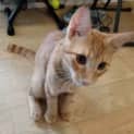 Photo of Gingerale