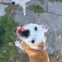 Photo of Bullseye