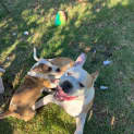 Photo of Bullseye