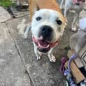 Photo of Bullseye