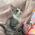 Photo of Gwendolyn **2nd Chance Cat Rescue**