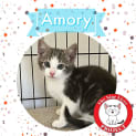 Photo of Amory *9 Lives Project Rescue*