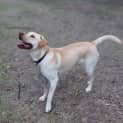 Photo of Soley 10 Month Old Labrador X (Trial)