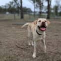 Photo of Soley 10 Month Old Labrador X (Trial)