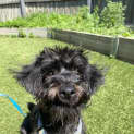 Photo of Ziggy